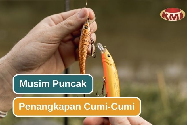 Ketahui Waktu Terbaik Menangkap Cumi-Cumi Di Laut Jawa